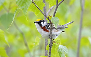 small beak bird perching on tree branch HD wallpaper